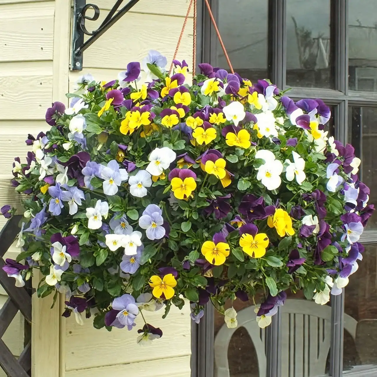 pansy pots on sunny balcony