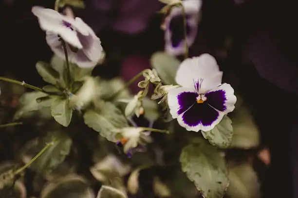 pansy under shade cloth summer