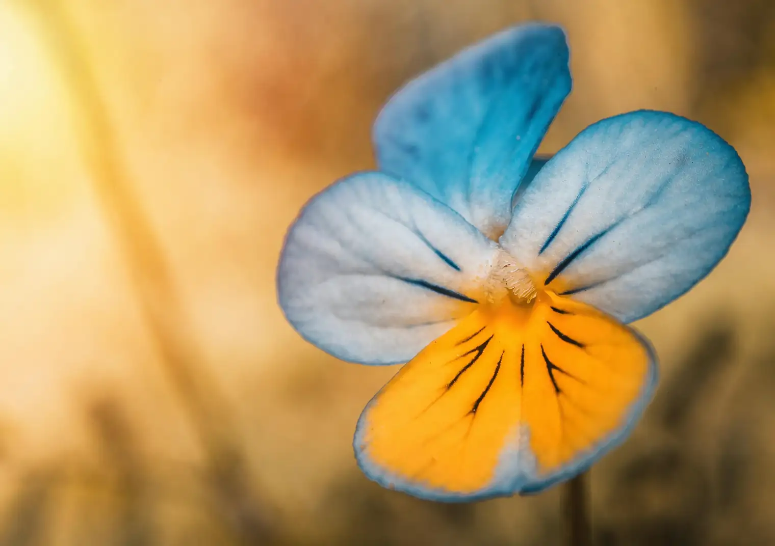 pansy deadheading with scissors