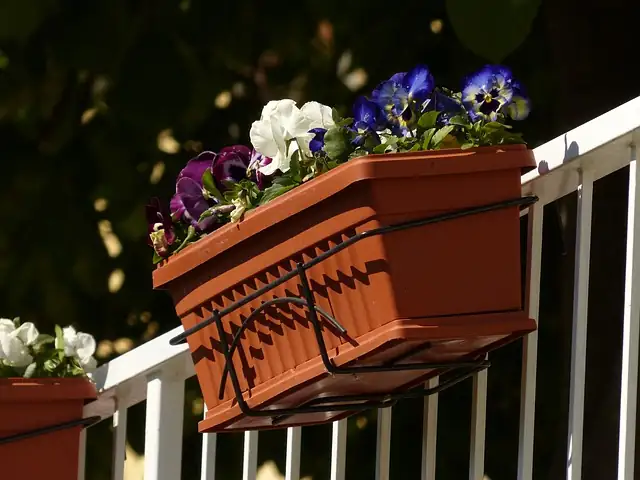 pansy balcony planter sunlight