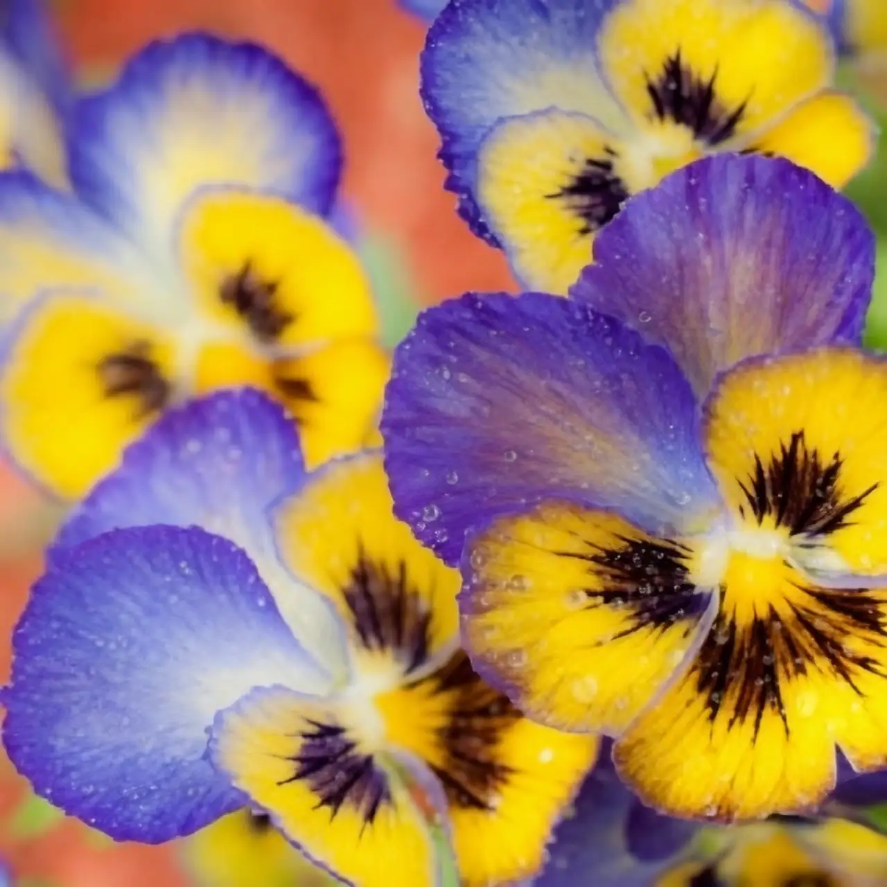 pansy nectar guide stripes macro