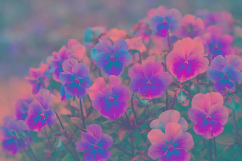 pansy cool morning sunlight garden