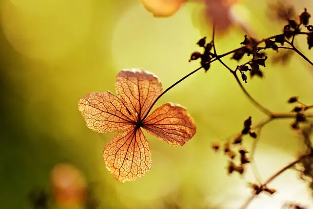 pansy petal vein macro