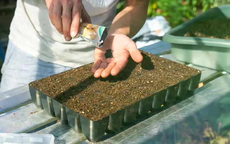pansy seeds sowing tray