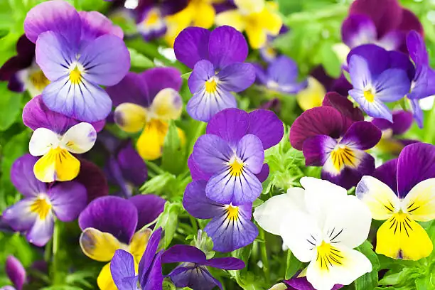 pansy seedlings pricking out