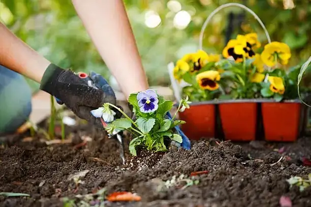 pansy deadheading scissors