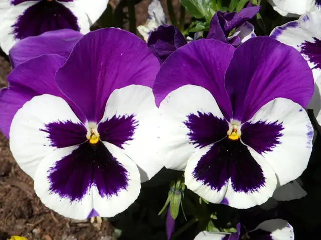 pansy face pattern close-up