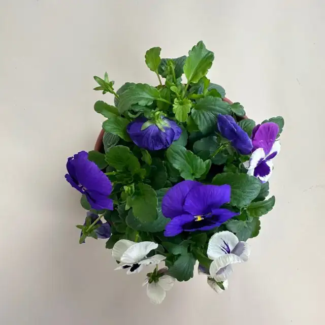 pansy ranunculus pink bowl