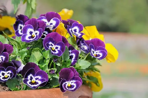 pansy near white wall reflection