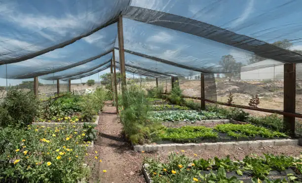 pansy shade net setup