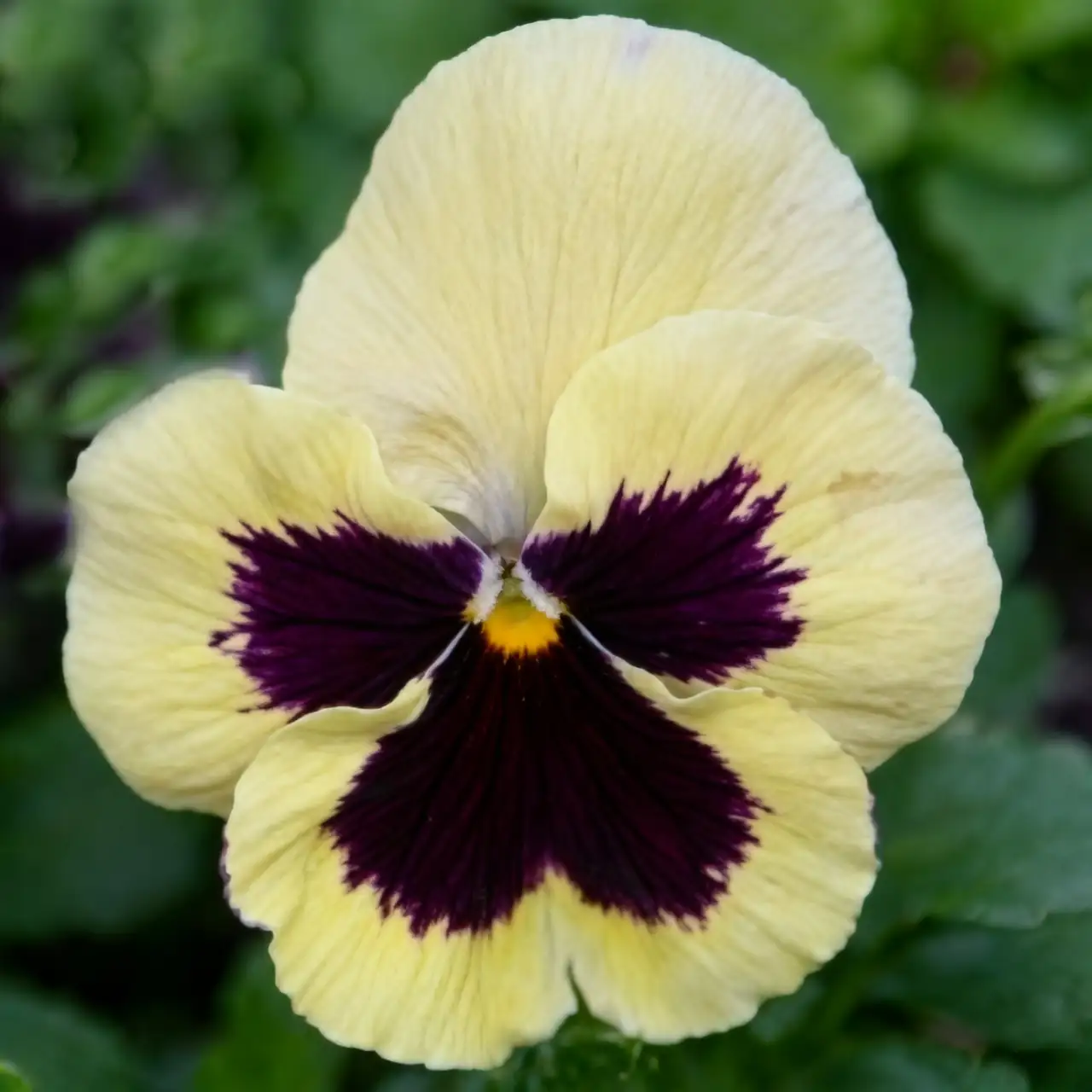 pansy misting spray