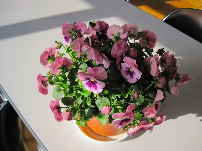 pansy balcony container sunlight