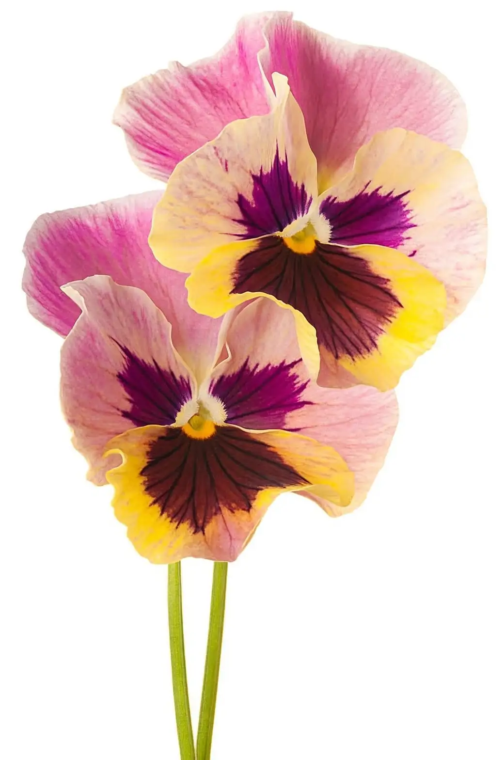 pansy candied sugar coating close-up