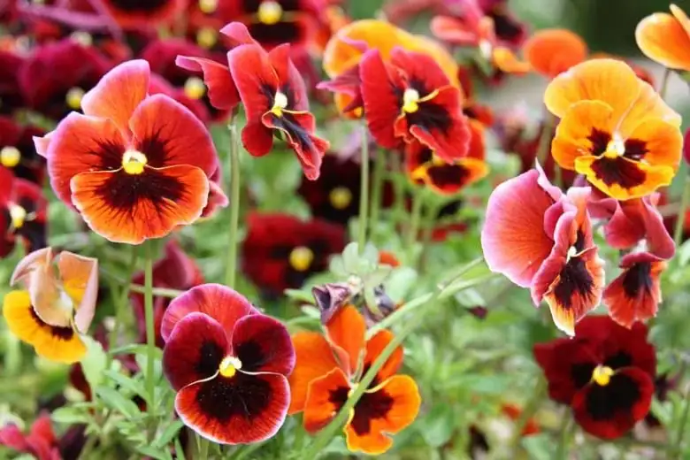 pansy varieties clean face blotched