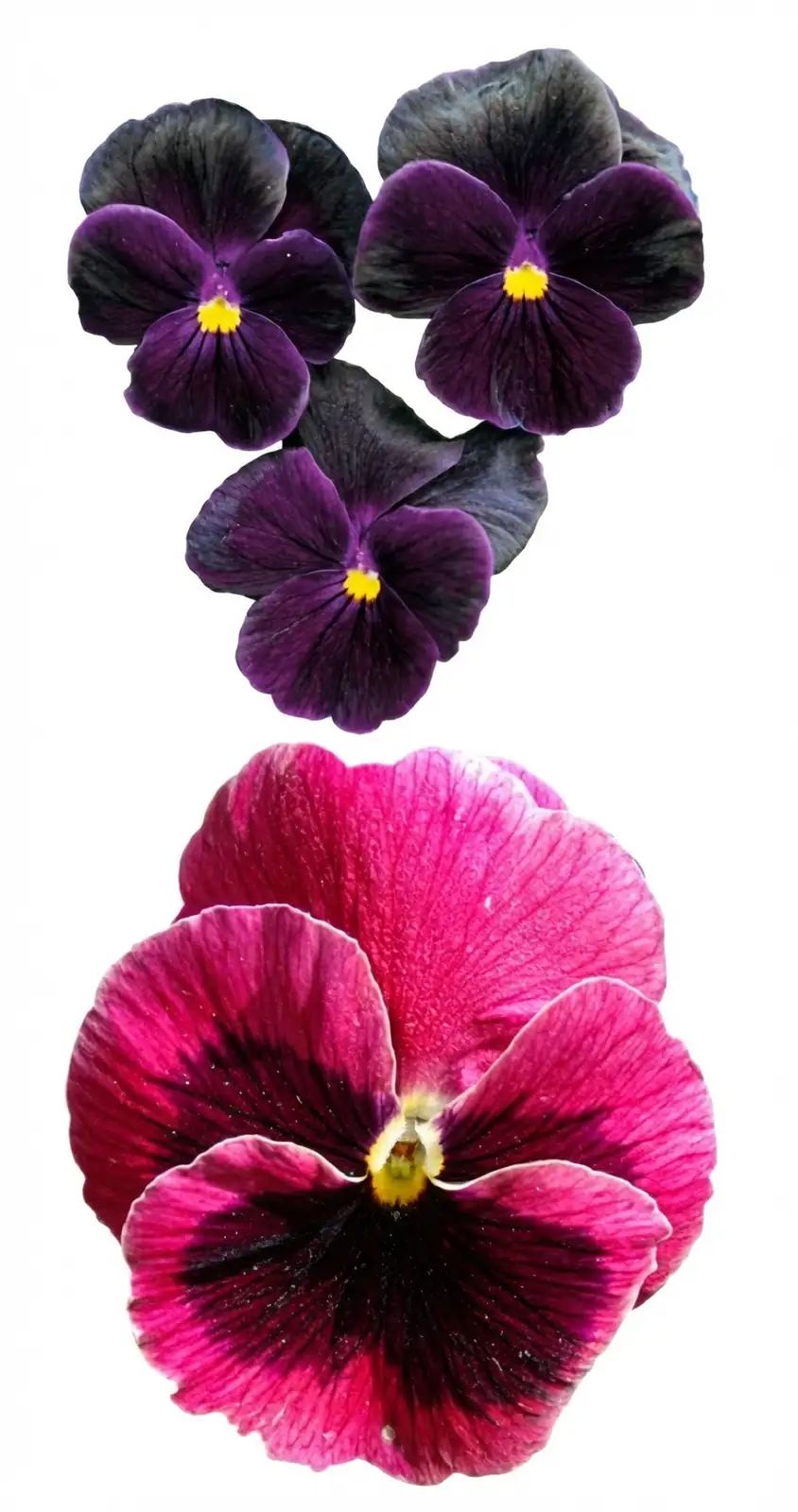 pansy flower sizes hand
