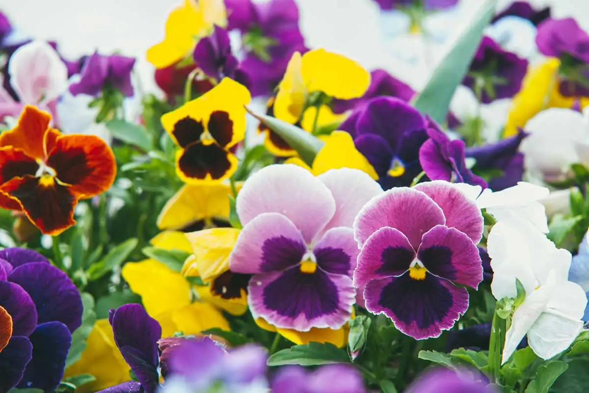 pansy mass planting flower bed