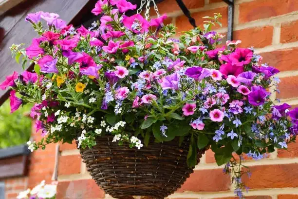 pansy hanging basket balcony