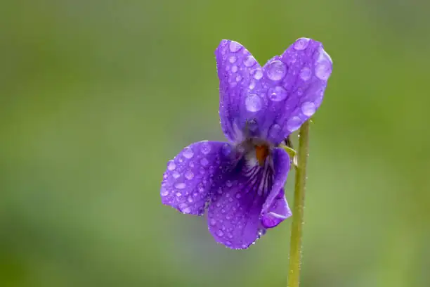 viola odorata flower macro spur