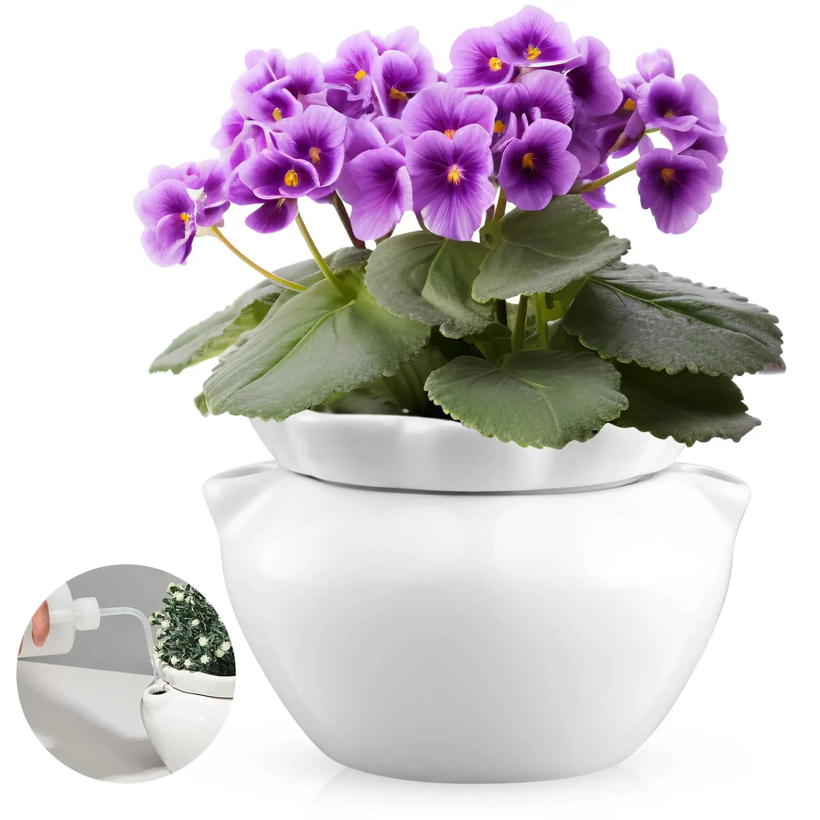 sweet violet morning watering pot