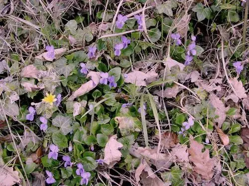 sweet violet runners pegged rooting