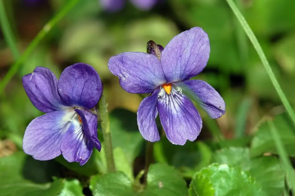 sweet violet aphids leaf close-up