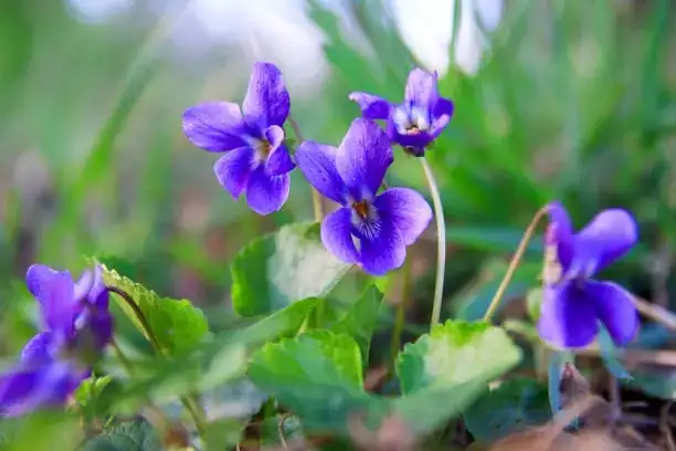 sweet violet leaf damage close-up