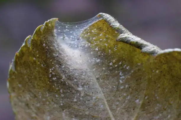 sweet violet spider mites leaf webbing