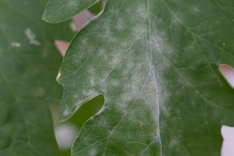 sweet violet powdery mildew leaves