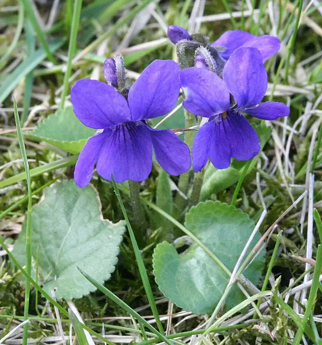 viola odorata leaves perfumery lab