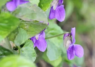 sweet violet stolon node rooting close up