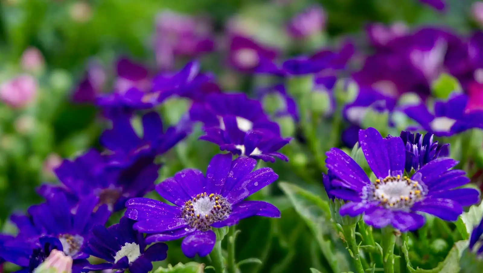sweet violet flower spur macro