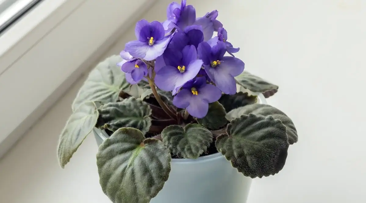 sweet violet windowsill diffused light