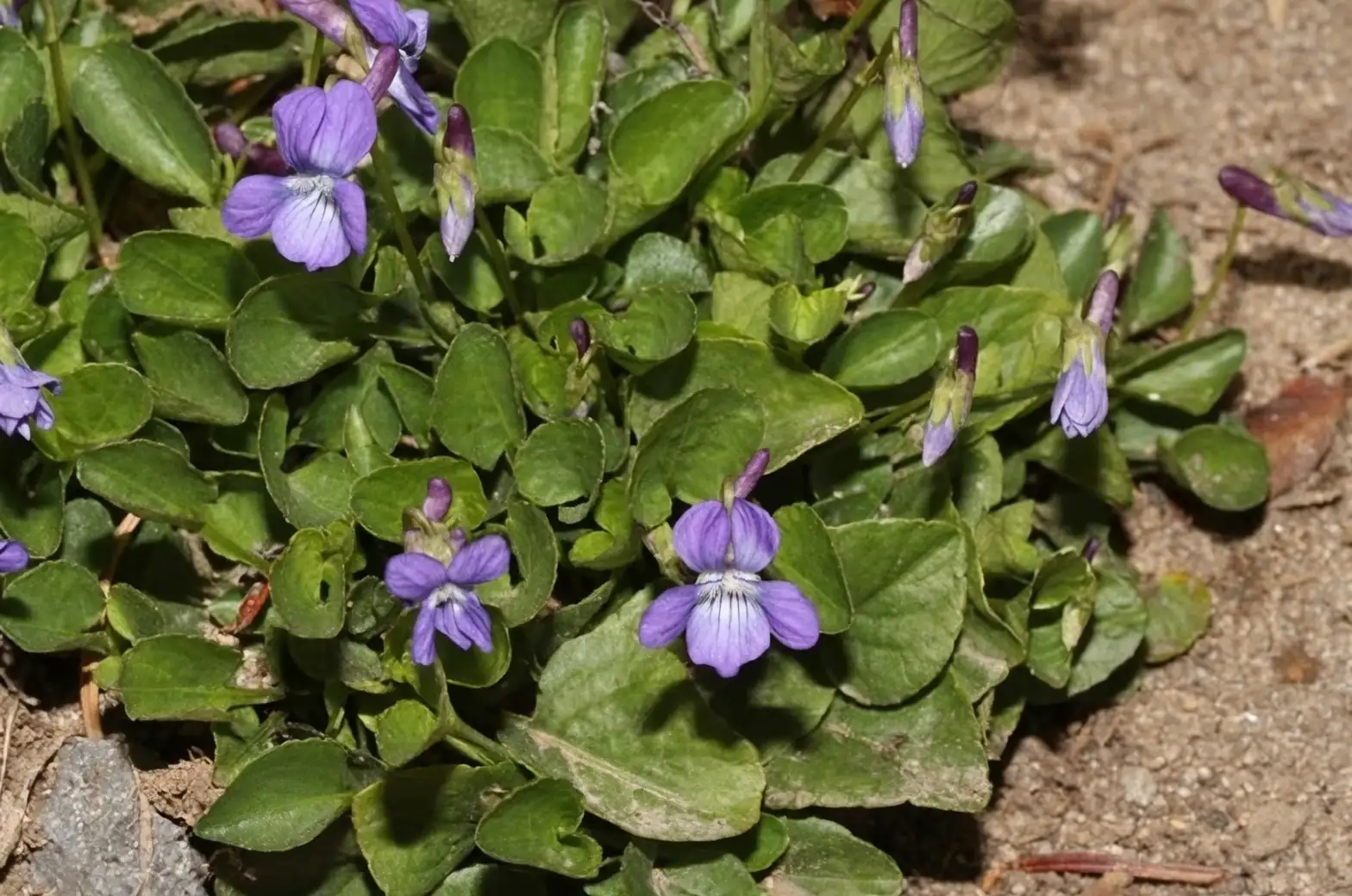 花语里的“谦逊与思念”从何而来？香堇菜的浪漫密码与文化流转