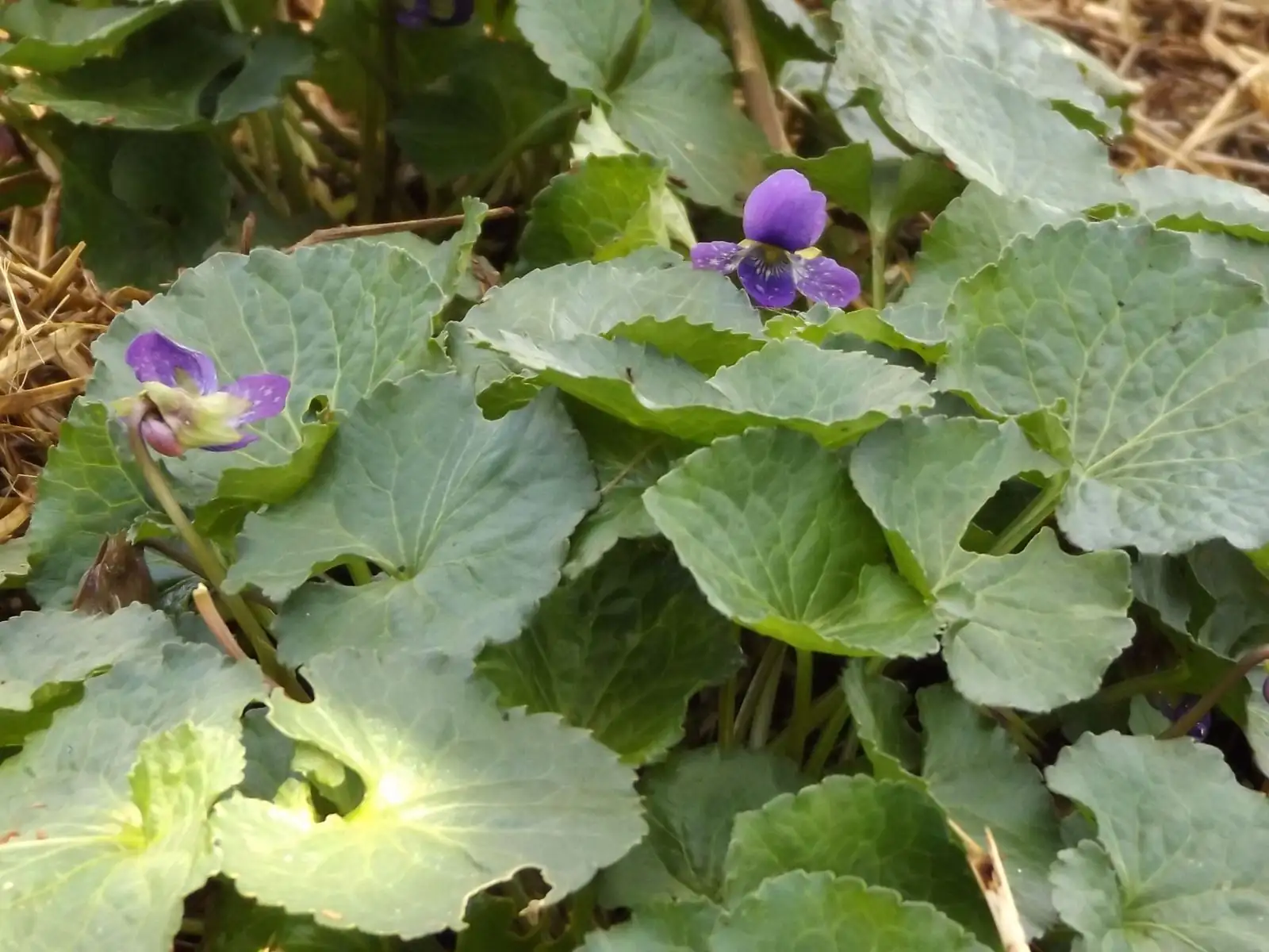 sweet violet division roots hands