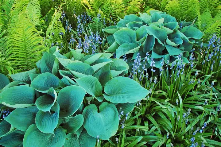 sweet violet with hosta and ferns
