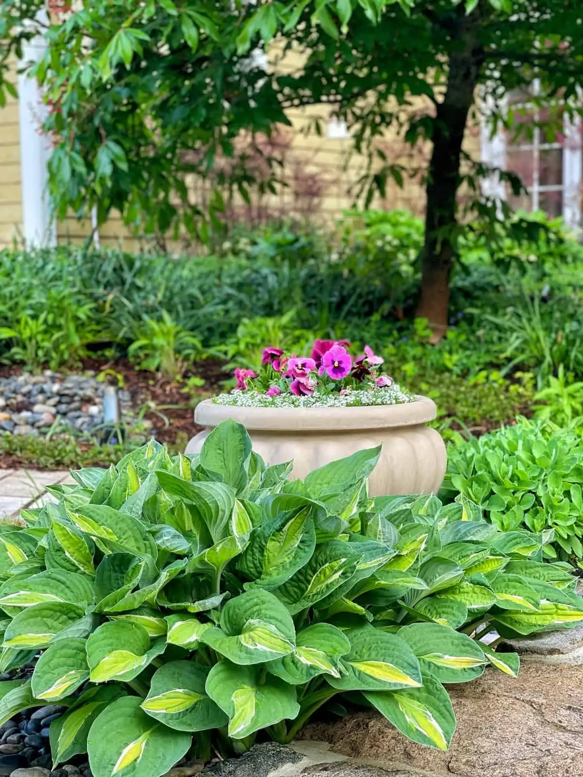 sweet violet balcony container hosta