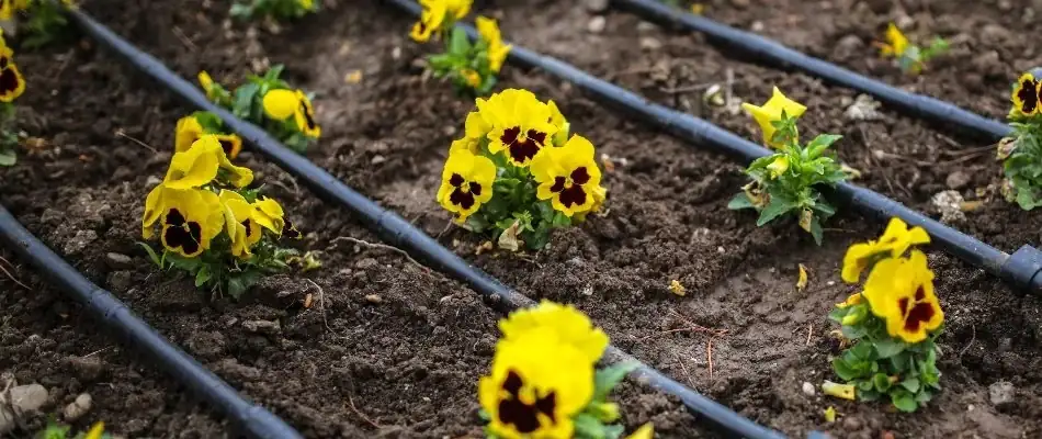drip irrigation in sweet violet bed