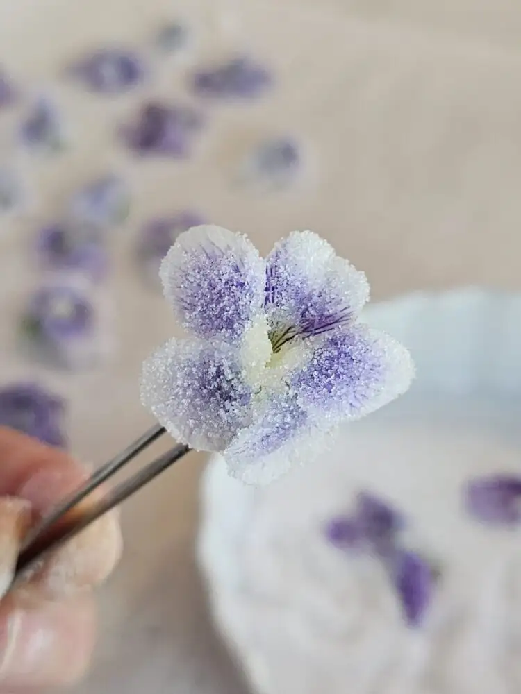 brushing egg white sweet violet petals