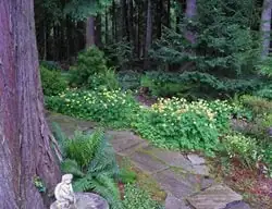 过夏不靠运气：香堇菜的“清凉夏眠”管理与复活计划