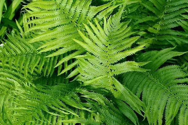 boston fern frond underside spores