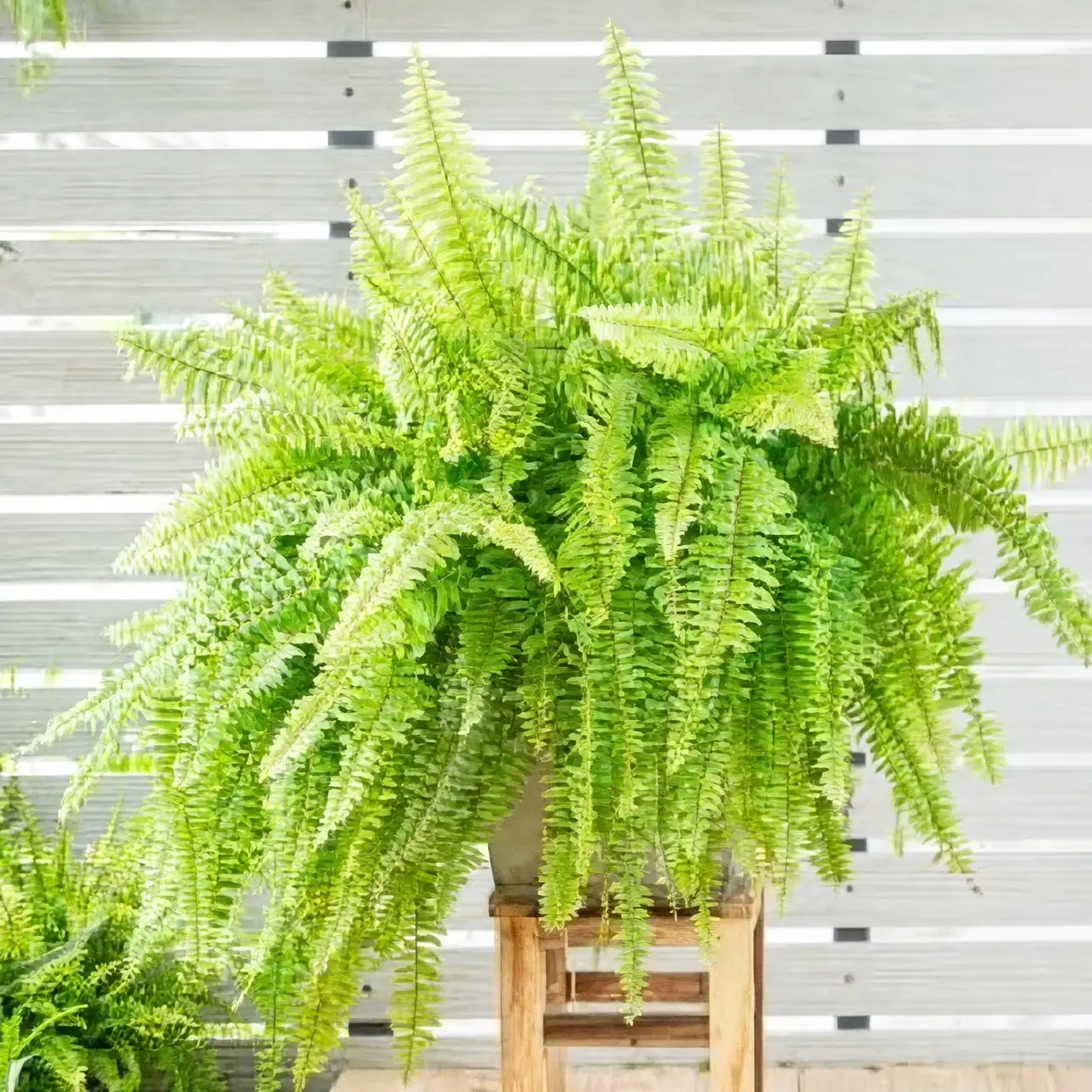 boston fern soil moisture finger test