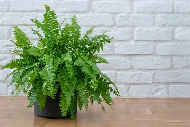 boston fern humidifier pebble tray setup
