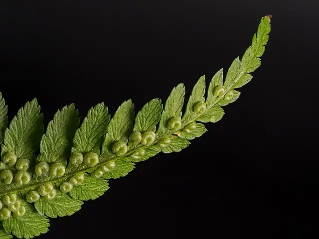 boston fern misting spray bottle