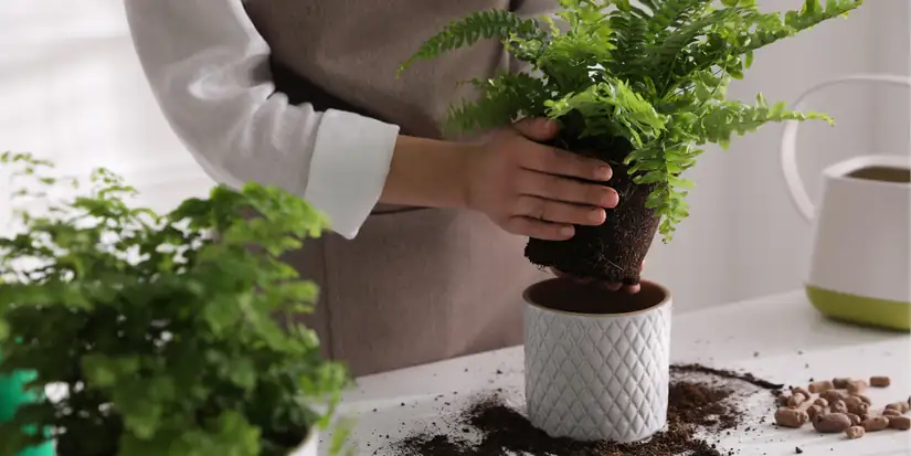 boston fern root rot repotting