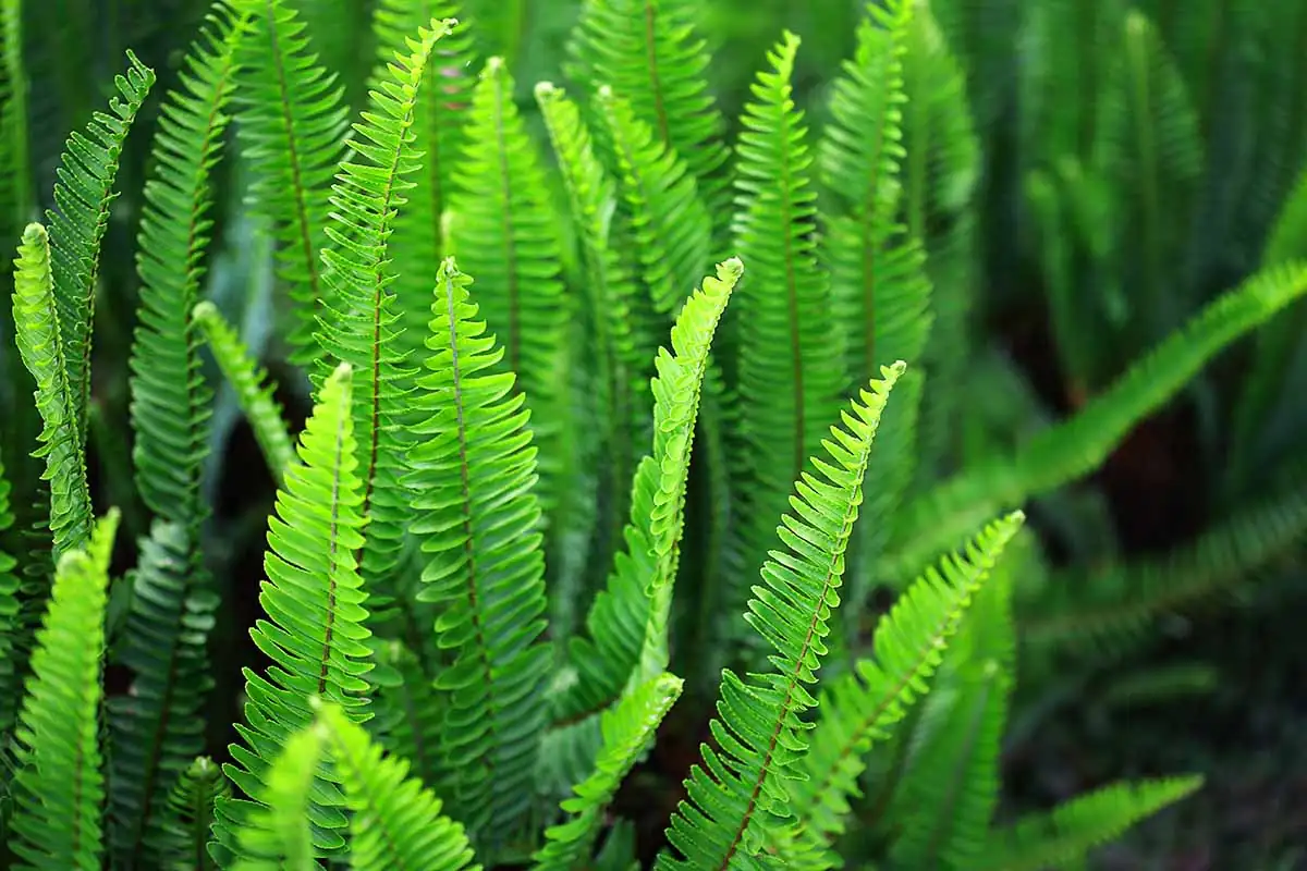 boston fern spider mites close-up