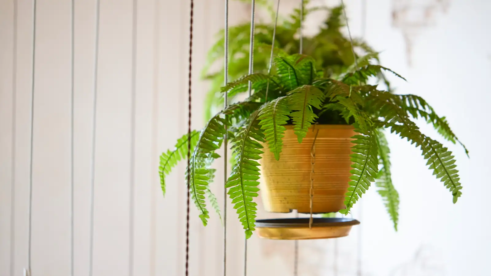 boston fern drooping fronds close-up