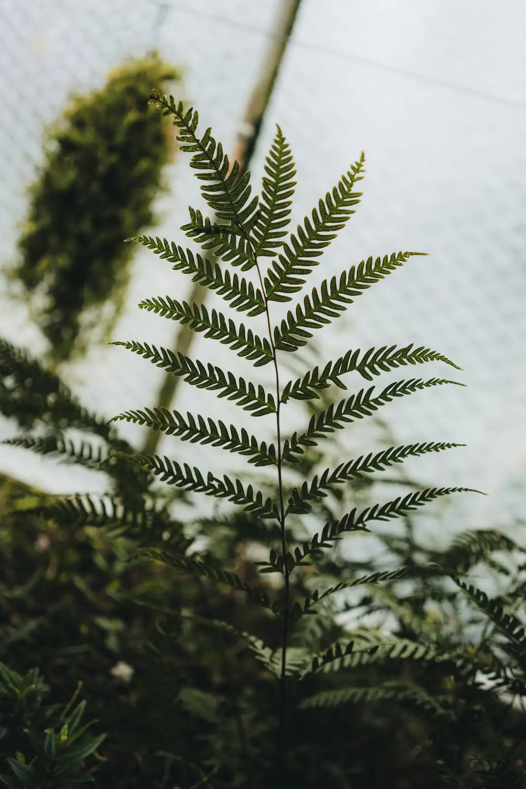 boston fern sori underside macro