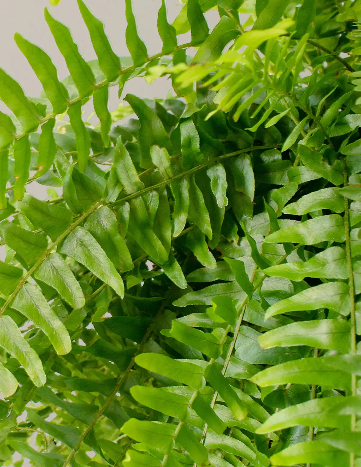 boston fern hanging trio living room