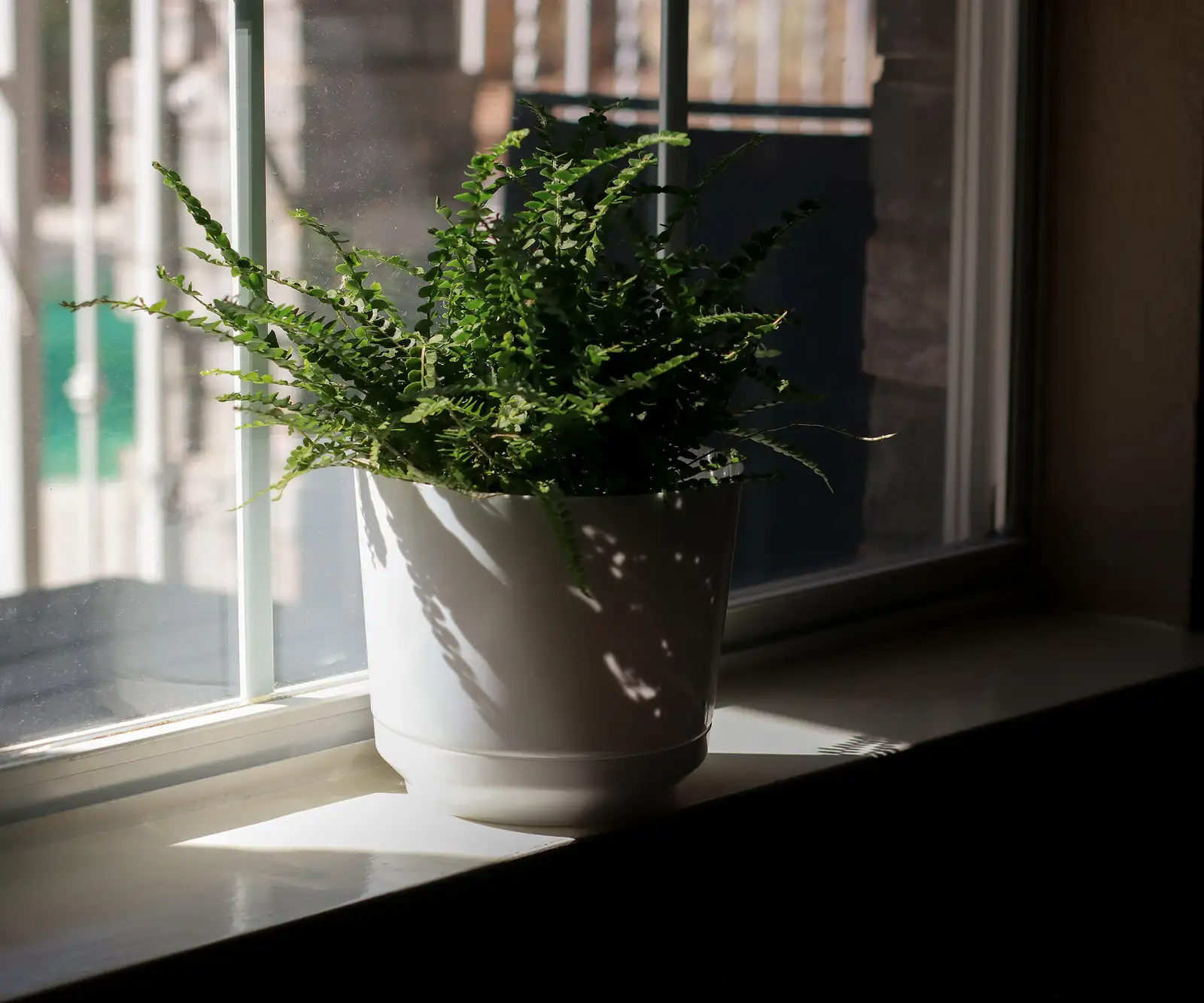 boston fern bathroom shelf window
