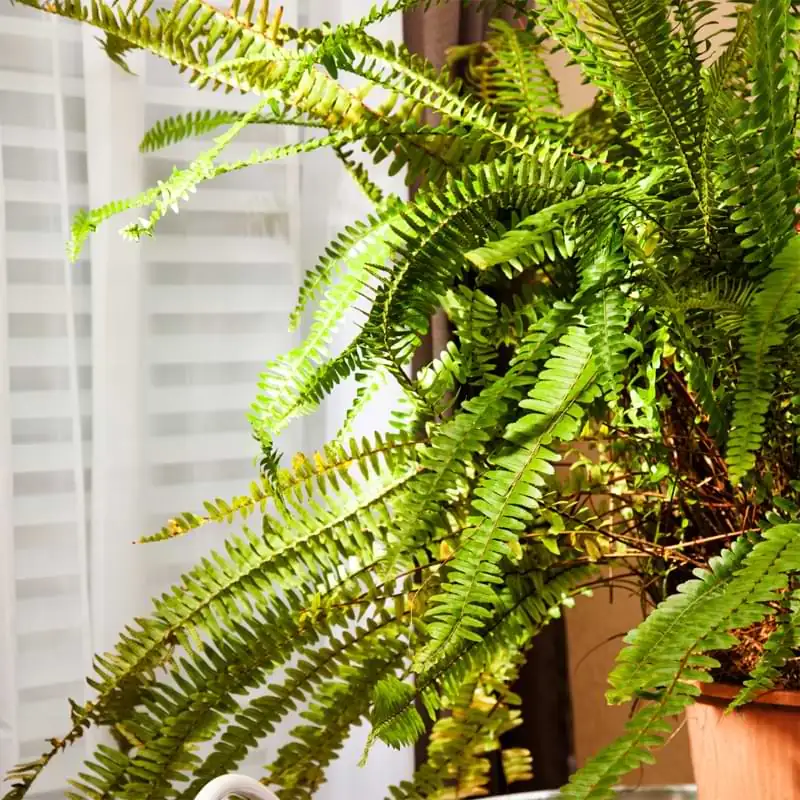 boston fern spore tray seedlings